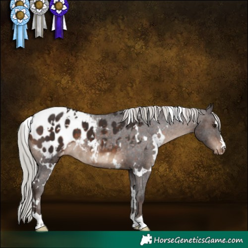 Horse Color:White Spotted Silver Brown Blanket