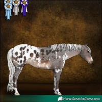 Horse Color:White Spotted Silver Brown Appaloosa