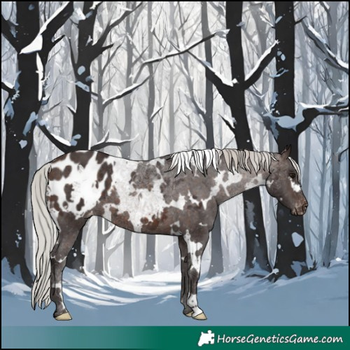 Horse Color:White Spotted Silver Brown Blanket 