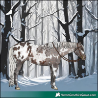 Horse Color:White Spotted Silver Brown Appaloosa