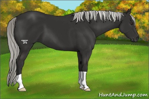 Horse Color:Liver Chestnut Mushroom