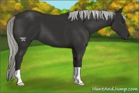 Horse Color:Liver Chestnut Mushroom 