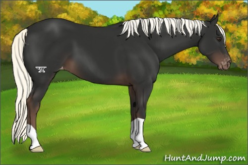 Horse Color:Liver Chestnut Mushroom Varnish 