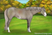 Horse Color:Unknown 
