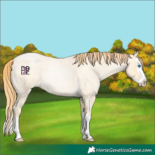 Horse Color:Amber Cream Champagne Roan Pearl Splash 