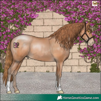Horse Color:Bay Pearl