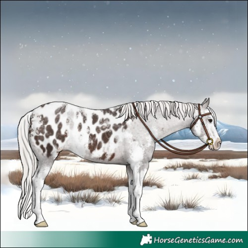 Horse Color:Silver Bay Sabino Splash Near Leopard