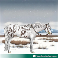 Horse Color:Silver Bay Sabino Splash Appaloosa