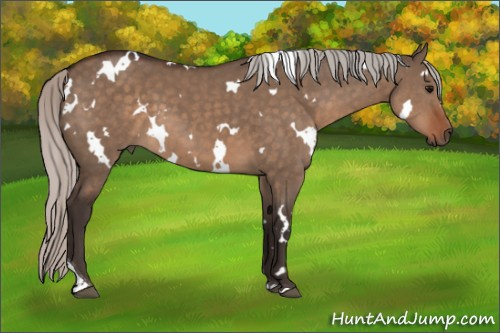 Horse Color:White Spotted Silver Brown Dun Tobiano 