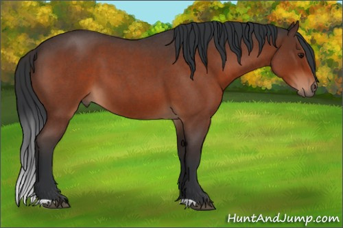 Horse Color:Bay Roan 