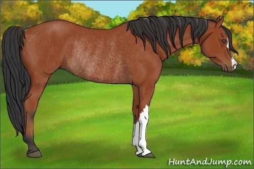 Horse Color:Bay Rabicano