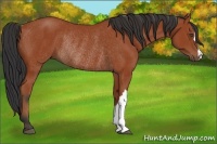 Horse Color:Bay Rabicano 