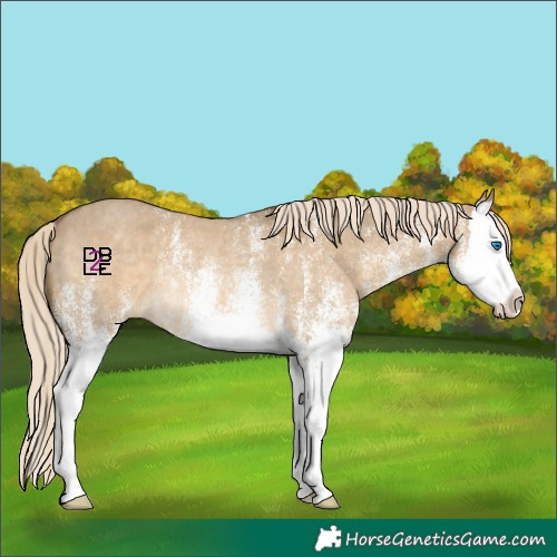Horse Color:White Spotted Chocolate Palomino Dun Mushroom Splash Rabicano 