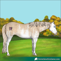 Horse Color:White Spotted Chocolate Palomino Dun Mushroom Splash Rabicano 