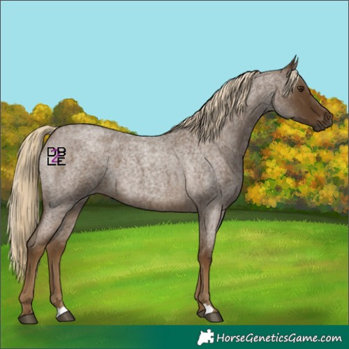 Horse Color:Chocolate Palomino Roan