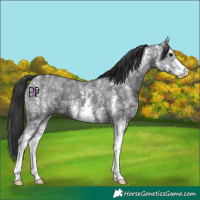 Horse Color:Black Ice Sabino