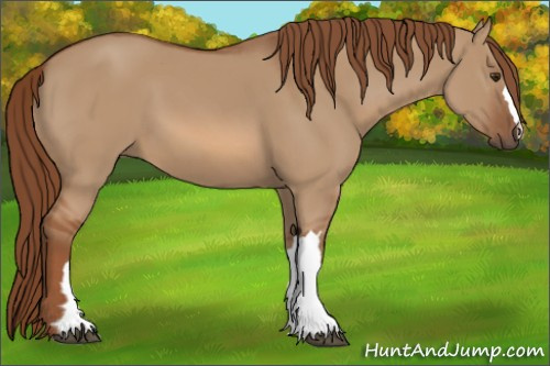 Horse Color:Red Dun 