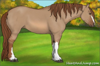 Horse Color:Red Dun 