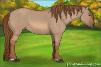 Horse Color:Red Dun 