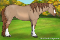 Horse Color:Red Dun
