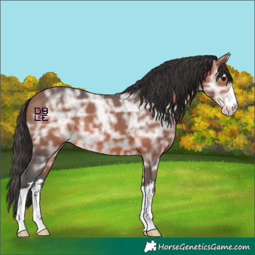 Horse Color:Bay Ice