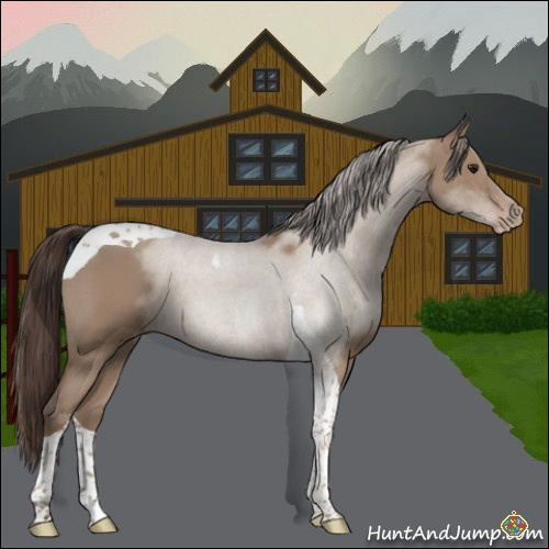 Horse Color:Classic Champagne Tobiano
