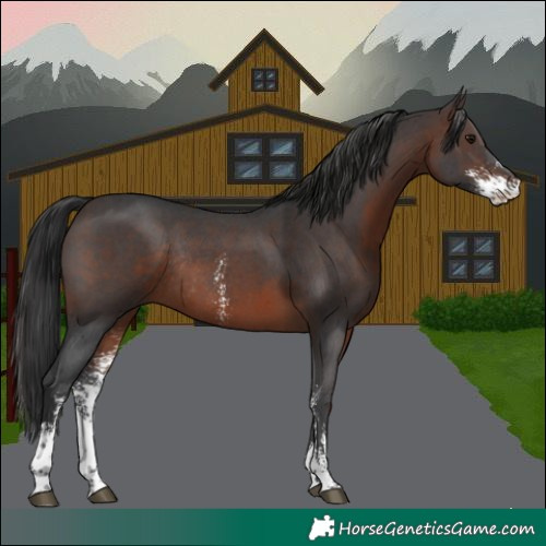 Horse Color:Brown Sabino Rabicano