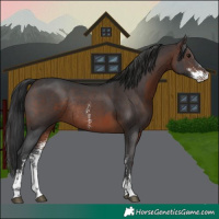 Horse Color:Brown Sabino Rabicano 