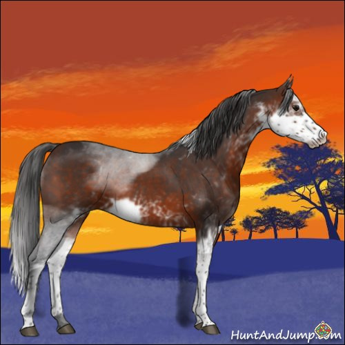 Horse Color:Brown Sabino 