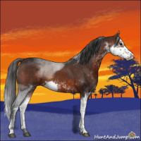 Horse Color:Brown Sabino