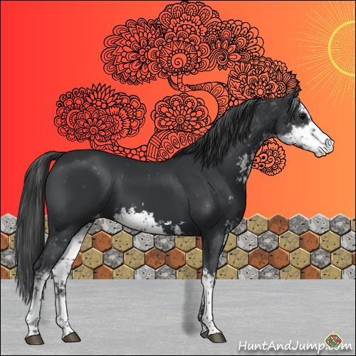 Horse Color:Black Sabino Appaloosa 