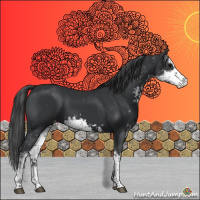 Horse Color:Black Sabino Appaloosa 