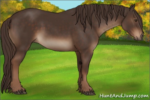 Horse Color:Liver Chestnut Sabino 