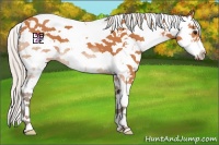 Horse Color:Silver Bay Sabino 