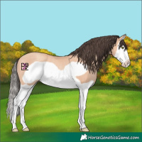 Horse Color:Amber Champagne Splash Frame Rabicano