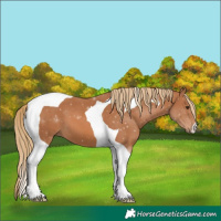 Horse Color:Chestnut Tobiano 