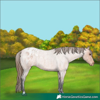 Horse Color:Bay Roan Varnish 