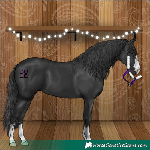 Horse Color:Black 