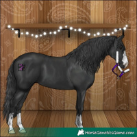 Horse Color:Black 