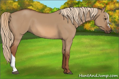 Horse Color:Red Dun