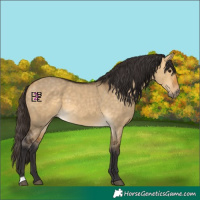 Horse Color:Buckskin Dun 