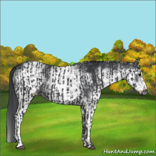 Horse Color:Black  and White Spotted Black 