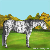 Horse Color:Black  and White Spotted Black 