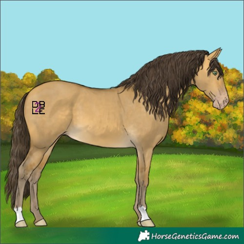 Horse Color:Sable Cream Champagne Dun 