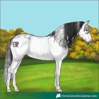Horse Color:Blue Roan Sabino Splash Frame 
