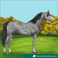 Horse Color:Black Ice Rabicano
