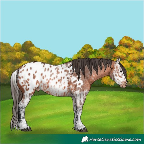 Horse Color:Bay Sabino Tobiano Appaloosa  and Bay Roan Splash Appaloosa Rabicano 