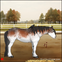 Horse Color:White Spotted Bay 