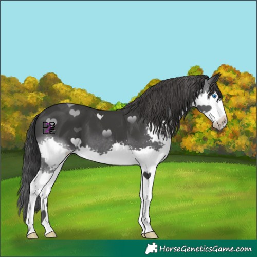 Horse Color:Black Splash 