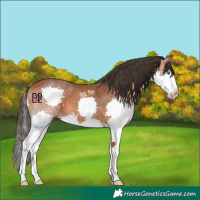 Horse Color:Bay Splash 